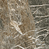 Керамогранит Atlas Concorde Forte Dei Marmi Quark Breccia di Caravaggio lappato 80x80